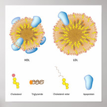 Lipoprotéines du sang, LDL, affiche de lipoprotéin