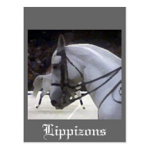 Lippizons 2009 post cards
