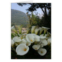 Lis à la plantation de zantedeschia, Taïwan Carte De Vœux