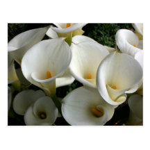 Lis à la plantation de zantedeschia, Taïwan Carte Postale