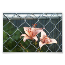 Lis, mon cher photos sur toile