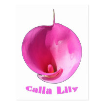 Lis rose cartes postales