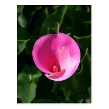 Lis rose cartes postales