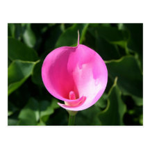Lis rose cartes postales