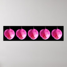 Lis roses posters