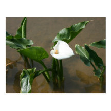 Lis s'élevant à la plantation de zantedeschia, Taï Cartes Postales