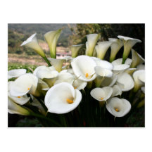Lis s'élevant à la plantation de zantedeschia, Taï Carte Postale