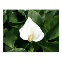 Lis s'élevant à la plantation de zantedeschia, Taï Cartes Postales