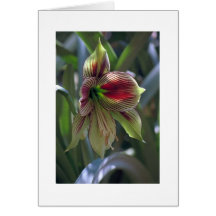 "Lis vert " Carte De Vœux