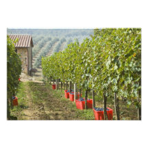 L'Italie, Toscane, Montalcino. Poubelles de moisso Impression Photo