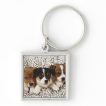 Litter of puppies key chain