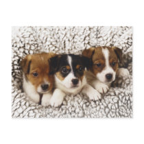 Litter of puppies postcard