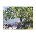 Little Bay Park tree and rocks postcards