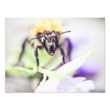 Little bee in macro photo print