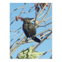 Little Birdie in a Tree Post Card