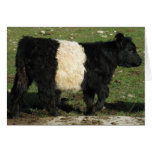 Little Black Beltie Calf Cards