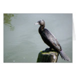 Little Black Shag Greeting Card