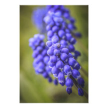Little Blue Buds Invitations