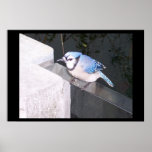 Little Blue Dude posters