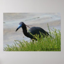 Little Blue Heron 02 Posters