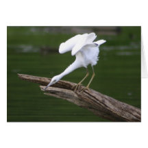 Little Blue Heron Greeting Card