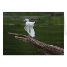 Little Blue Heron Greeting Cards