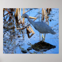 Little Blue Heron Hunting Print