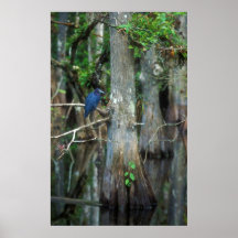 Little Blue Heron in Cypress Swamp Poster