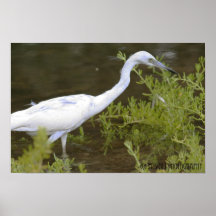 Little Blue Heron Juv. Poster