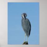 Little Blue Heron Poster