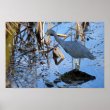 Little Blue Heron Print