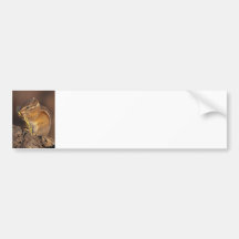 Little Chef Bumper Stickers