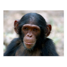 Little Chimp Postcard