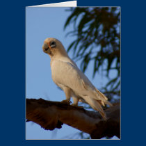 little Corella cards