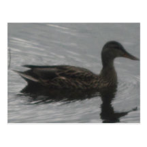 Little duck postcard