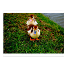 Little Duckies Postcards