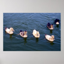 Little Ducklings Poster