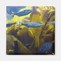Little Fishes Wishes Magnet