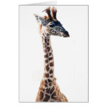 "Little Giraffe" Wildlife Animal Watercolor cards
