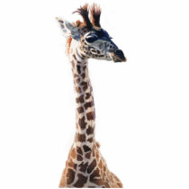 "Little Giraffe" Wildlife Animal Watercolor Photo Sculpture