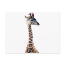 "Little Giraffe" Wildlife Animal Watercolor Post Cards