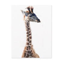 "Little Giraffe" Wildlife Animal Watercolor Post Card