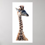"Little Giraffe" Wildlife Animal Watercolor posters