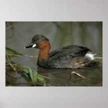 Little Grebe Posters