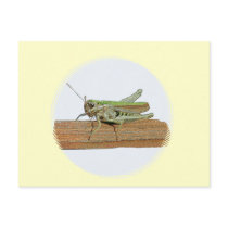 Little Green Grasshopper Cartoon Postcards