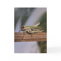Little Green Grasshopper Christmas Birthday Greeting Card