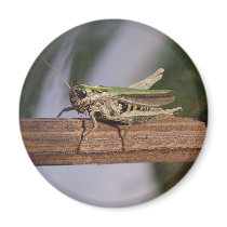 Little Green Grasshopper Fridge Magnets