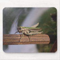 Little Green Grasshopper Mouse Pad