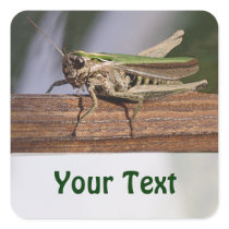 Little Green Grasshopper Name Gift Tag Bookplate Sticker