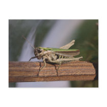 Little Green Grasshopper Postcards